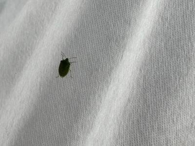 Kako produžiti vrtlarsku sezonu postavljanjem jednostavnog plastenika