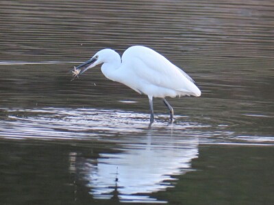 Kako se riješiti invazivnog plavog raka