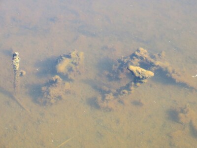 Kako se riješiti invazivnog plavog raka