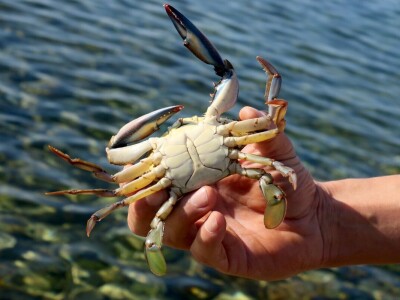 Kako se riješiti invazivnog plavog raka