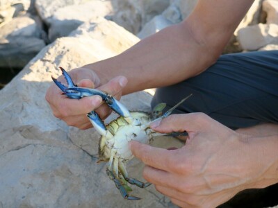 Kako se riješiti invazivnog plavog raka