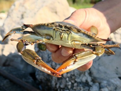 Kako se riješiti invazivnog plavog raka