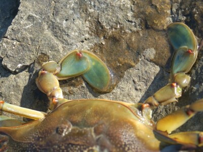 Kako se riješiti invazivnog plavog raka