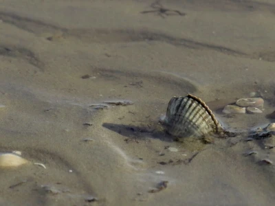 Kako se riješiti invazivnog plavog raka