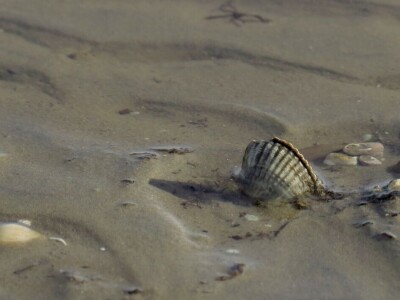 Kako se riješiti invazivnog plavog raka