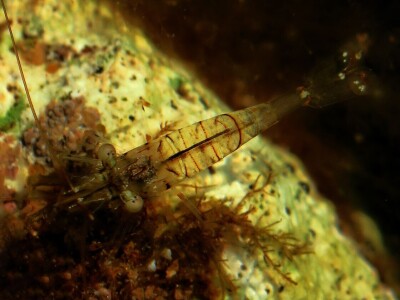 Kako se riješiti invazivnog plavog raka