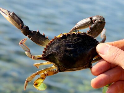 Kako se riješiti invazivnog plavog raka