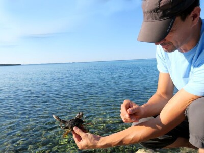 Kako se riješiti invazivnog plavog raka