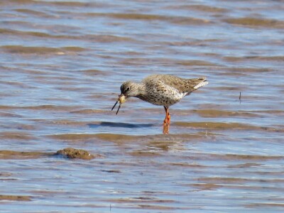Kako se riješiti invazivnog plavog raka