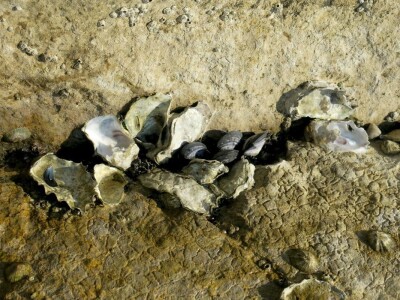 Kako se riješiti invazivnog plavog raka