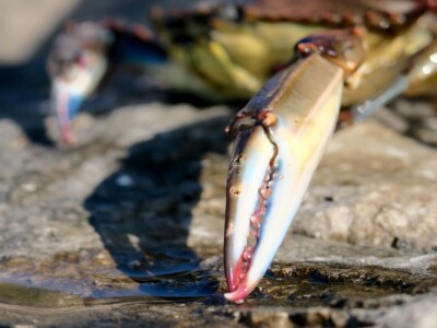 Kako se riješiti invazivnog plavog raka