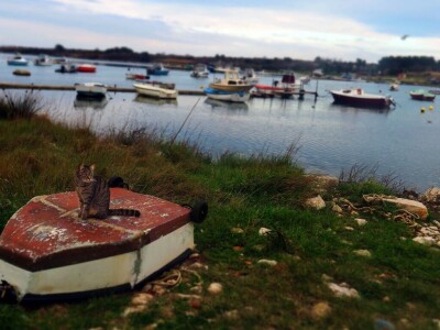 Kako se riješiti invazivnog plavog raka