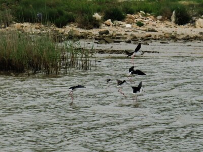 Kako se riješiti invazivnog plavog raka