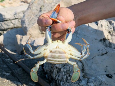 Kako se riješiti invazivnog plavog raka