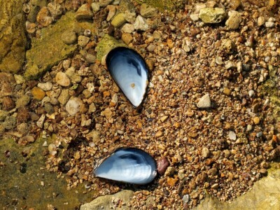 Kako se riješiti invazivnog plavog raka