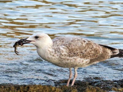 Kako se riješiti invazivnog plavog raka