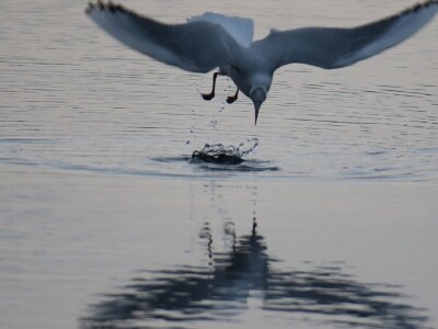 Kako se riješiti invazivnog plavog raka