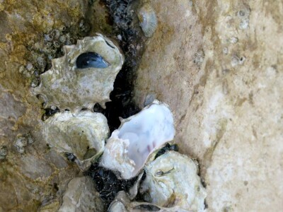 Kako se riješiti invazivnog plavog raka