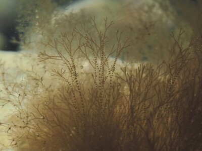 Kako se riješiti invazivnog plavog raka