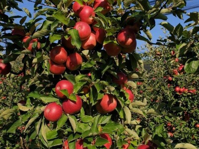 Kako se uzgajaju jabuke na OG Branković?