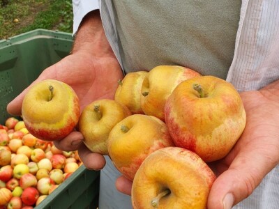 Kako se uzgajaju jabuke na OG Branković?