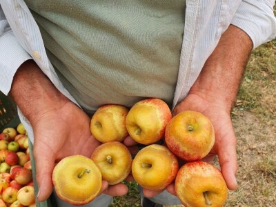 Kako se uzgajaju jabuke na OG Branković?