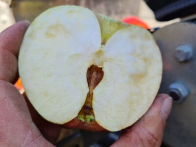 Kako se uzgajaju jabuke na OG Branković?