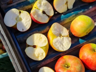 Kako se uzgajaju jabuke na OG Branković?