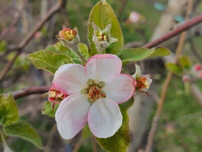 Kako se uzgajaju jabuke na OG Branković?