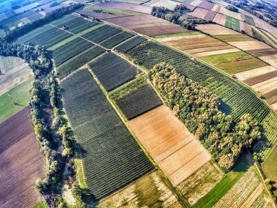 Kako se uzgajaju jabuke na OG Branković?