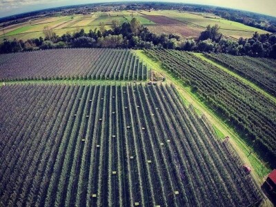 Kako se uzgajaju jabuke na OG Branković?