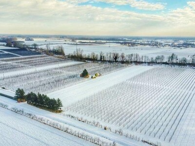 Kako se uzgajaju jabuke na OG Branković?