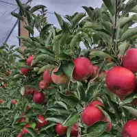 Kako se uzgajaju jabuke na OG Branković?