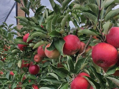 Kako se uzgajaju jabuke na OG Branković?