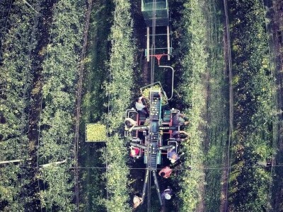 Kako se uzgajaju jabuke na OG Branković?