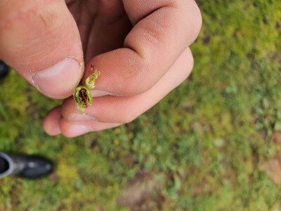 Kako se uzgajaju jabuke na OG Branković?