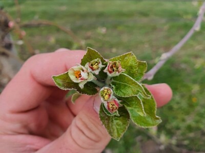 Kako se uzgajaju jabuke na OG Branković?