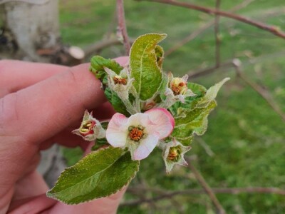 Kako se uzgajaju jabuke na OG Branković?