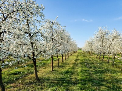 Kako se uzgajaju jabuke na OG Branković?