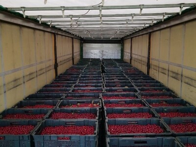 Kako se uzgajaju jabuke na OG Branković?