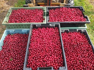 Kako se uzgajaju jabuke na OG Branković?