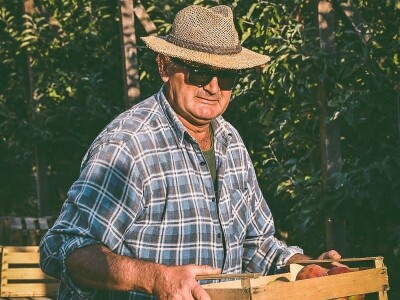 Kako se uzgajaju jabuke na OG Branković?