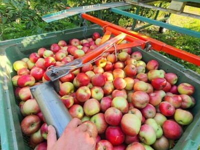 Kako se uzgajaju jabuke na OG Branković?