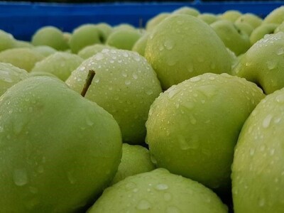 Kako se uzgajaju jabuke na OG Branković?