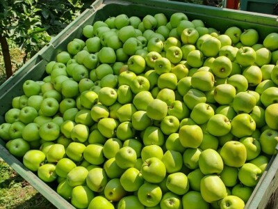 Kako se uzgajaju jabuke na OG Branković?