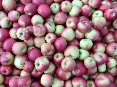 Kako se uzgajaju jabuke na OG Branković?