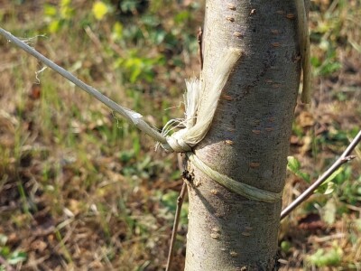 Kako špaga može da napravi problem stablu? Kako špaga može da napravi problem stablu?