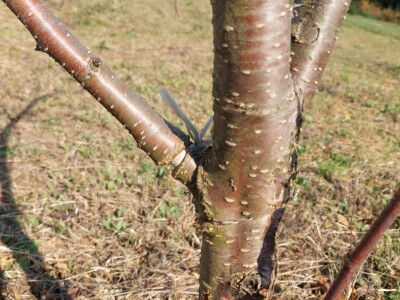Kako špaga može da napravi problem stablu? Kako špaga može da napravi problem stablu?