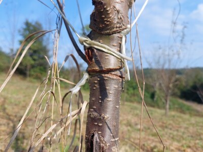 Kako špaga može da napravi problem stablu? Kako špaga može da napravi problem stablu?