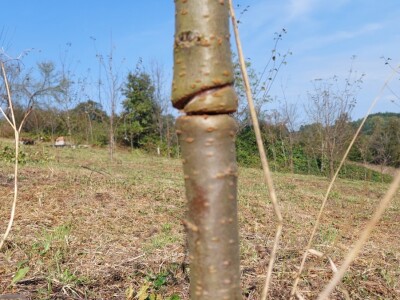 Kako špaga može da napravi problem stablu? Kako špaga može da napravi problem stablu?